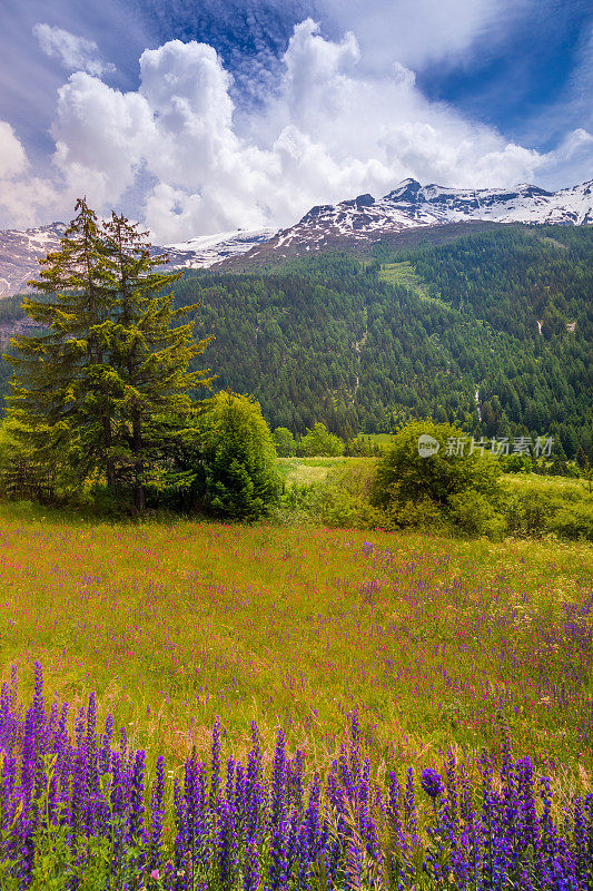 阿尔卑斯山景观与野花在春天在Val d'Isère，附近的波尼瓦尔-sur- arc -法国阿尔卑斯山